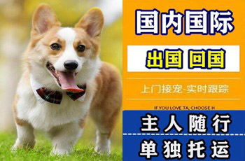台南市宠物托运公司台南市宠物托运公司台南市宠物托运公司