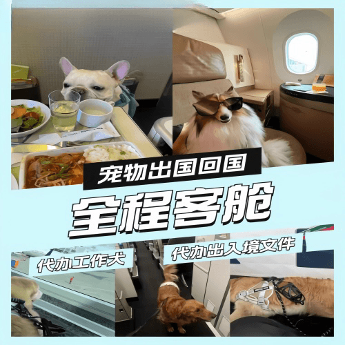 台南市宠物托运到白俄罗斯宠物入境规定和要求